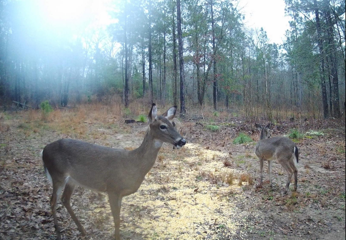 Toguard H85 Hunting Camera
