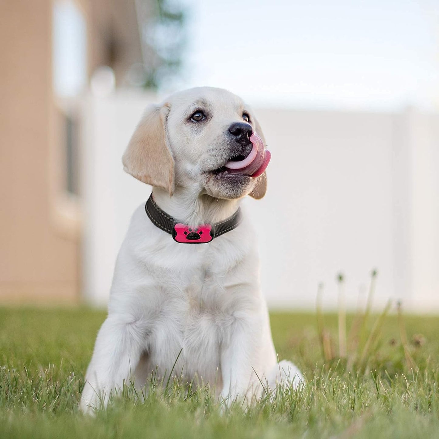 MASBRILL Dog Bark Collar, Bark Collar for Medium Dogs Rechargeable Anti Barking Collar No Bark Collars for Dogs Humane No Shock Barking Collar Vibration Beep No Barking Collar (Pink)